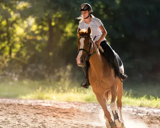 Equestran Web.jpg